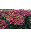 Hydrangea Rembrandt® Rosso Glory